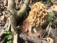 Morchella americana