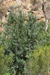 Podocarpus