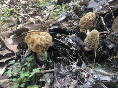 Morchella americana