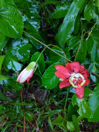 Image of Passiflora miniata by (c) Kozue Kawakami, some rights reserved (CC BY-SA)