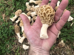 Morchella americana