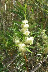 Metrosideros angustifolia