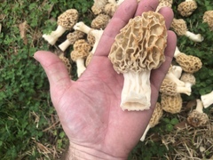 Morchella americana