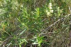 Metrosideros angustifolia