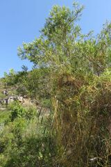 Metrosideros angustifolia