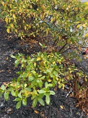 Rhododendron