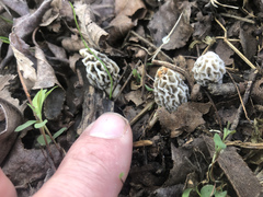 Morchella americana
