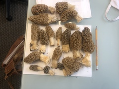 Morchella americana