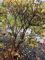 Rhododendron