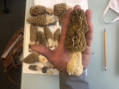 Morchella americana