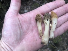 Morchella diminutiva