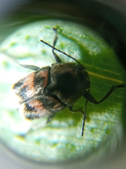 Mylassa crassicollis