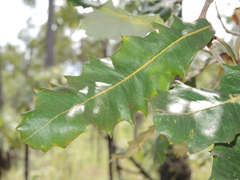 Banksia dentata
