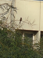 Pycnonotus xanthopygos