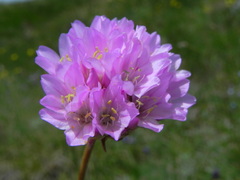Armeria nebrodensis