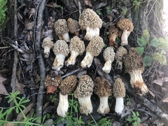Morchella americana