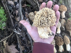 Morchella americana