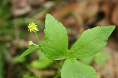 Ranunculus recurvatus