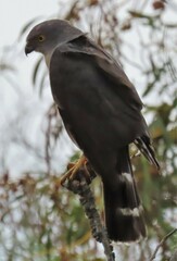 Accipiter tachiro