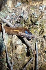 Cacophis squamulosus