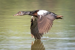 Asarcornis scutulata