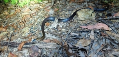 Cacophis squamulosus