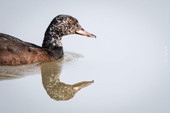 Asarcornis scutulata