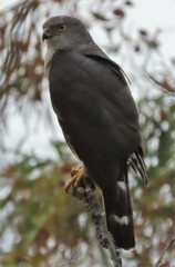 Accipiter tachiro