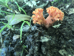 Ramaria subbotrytis