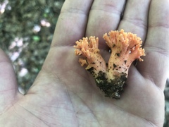 Ramaria subbotrytis