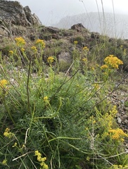 Jacobaea adonidifolia