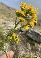 Jacobaea adonidifolia