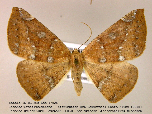 Herbita capnodiata