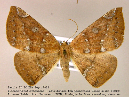 Herbita capnodiata