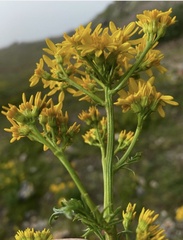 Jacobaea adonidifolia
