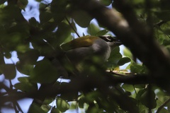 Phaenicophilus palmarum