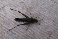 Omocestus