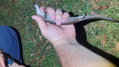 Cyclodomorphus gerrardii