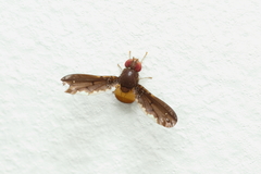 Chaetocoelia excepta