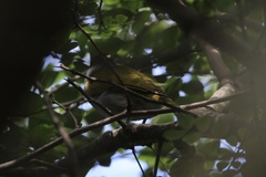 Phaenicophilus palmarum