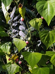 Zehneria