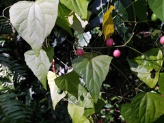Zehneria