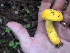 Russula flavida
