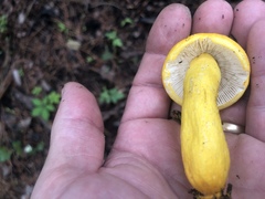 Russula flavida