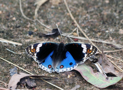Junonia orithya albicincta