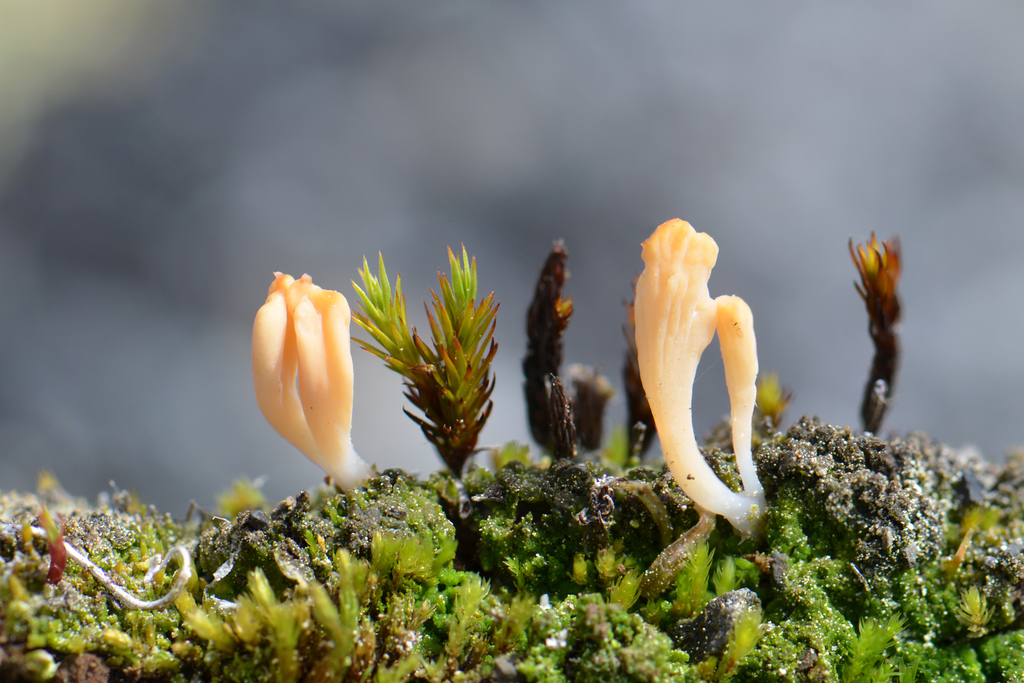 Club-wielding Crust Lichen
