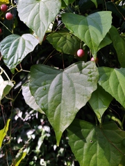 Zehneria