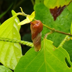 Attelabinae