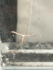 Lantanophaga pusillidactylus