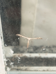 Lantanophaga pusillidactylus